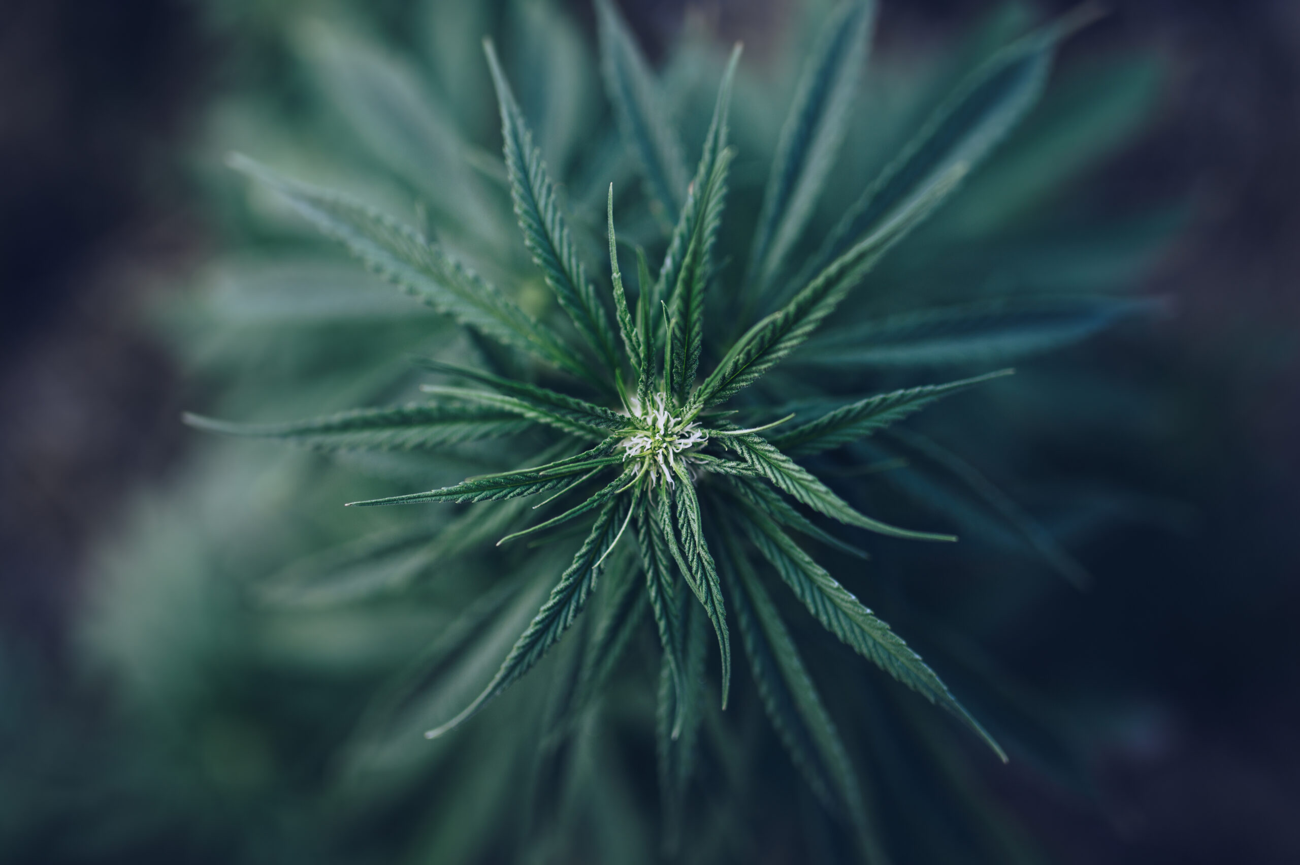 Cannabis Plant