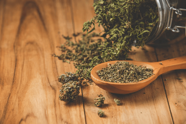 Medical Cannabis Plant