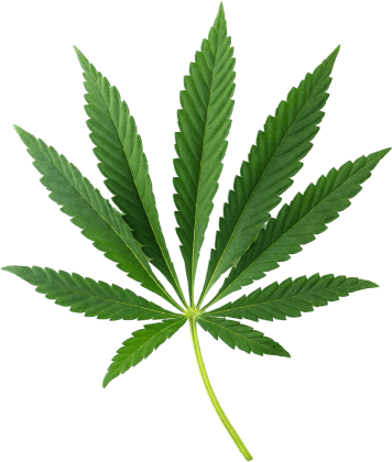 Medical cannabis