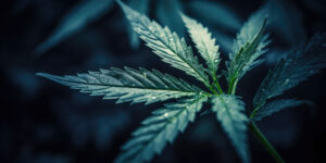 Medical Cannabis Plant